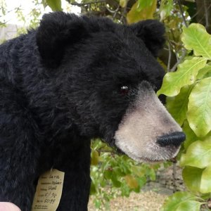 画像6: イアンさん絶賛☆ 2010年 ☆ Sara 48cm by Gisela Hofmann（ドイツ）