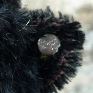 画像6: 10cm Steiff Scotty 1950年-1957年頃　（ビンテージ）