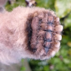 画像7: イアンさん絶賛！Ivan by Ekaterina Bushmakina 26cm （ロシア）