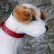 画像4: 激レアです！！ Steiff Elektrola Fox Terrier 17cm 推定1968-1969年頃（ビンテージ） (4)