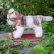 画像2: ID全てあり☆ 10 cm Steiff Tabby Cat 推定1953-1958年頃　（ビンテージ） (2)