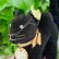 画像6: ID全てあり☆　Steiff Black Tom Cat 10cm 推定1959年-1967年（ビンテージ） (6)