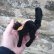 画像9: ID全てあり☆　Steiff Black Tom Cat 10cm 推定1959年-1967年（ビンテージ） (9)