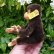 画像3: ID全てあり！新品のような状態です☆ 16cm Steiff Jocko Chimpanzee 1978年〜1981年頃　（ビンテージ） (3)