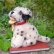 画像1: ID全てあり！素晴らしい状態です☆ 10cm Steiff Dally Dalmatian Sitting 1959年〜1967年頃　（ビンテージ） (1)