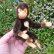 画像8: ID全てあり！新品のような状態です☆ 16cm Steiff Jocko Chimpanzee 1978年〜1981年頃　（ビンテージ） (8)