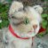 画像5: 14cm Steiff Susi Cat 推定1960年代（ビンテージ） (5)
