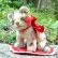 画像1: 14cm Steiff Susi Cat 推定1960年代（ビンテージ） (1)