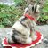 画像3: 14cm Steiff Susi Cat 推定1960年代（ビンテージ） (3)