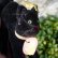 画像7: ID全てあり☆ Steiff Black Tom Cat 8cm 推定1950年-1958年頃（ビンテージ） (7)