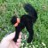 画像9: 人気商品☆ Steiff Black Tom Cat 14cm 推定1959年-1967年頃（ビンテージ） (9)