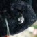 画像8: 人気商品☆ Steiff Black Tom Cat 14cm 推定1959年-1967年頃（ビンテージ） (8)