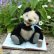 画像1: 15cm Steiff Panda 推定1951年〜1961年頃　（ビンテージ） (1)