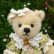 画像4: 1点もの ☆ Rose Garden Soap Box Bear by Sharon Barron 15cm（米） (4)