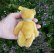 画像3: ID全てあり☆ Steiff Blond Original Teddy 15cm 推定1959年-1966年頃　（ビンテージ） (3)