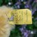 画像8: ID全てあり☆ Steiff Blond Original Teddy 15cm 推定1959年-1966年頃　（ビンテージ） (8)