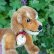 画像6: ID全てあり☆ 14cm Steiff Hexie Dachshund 1954-1967年頃　（ビンテージ） (6)
