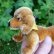 画像5: ID全てあり☆ 14cm Steiff Hexie Dachshund 1954-1967年頃　（ビンテージ） (5)