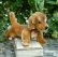 画像2: ID全てあり☆ 14cm Steiff Hexie Dachshund 1954-1967年頃　（ビンテージ） (2)
