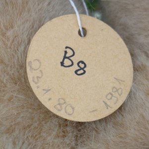 画像5: 大変貴重なお品です！ シュタイフ社アーカイブより Tapsy Bear Pale Beige 30cm 1980年〜1981年（ビンテージ）