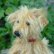 画像6: 1点もの☆　Monty by Lynne Farmer 12.5 cm by Lynne Farmer（英） (6)