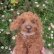 画像6: 1点もの☆ 犬のホンキー 17cm by Silvia Gilles （独） (6)