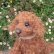 画像7: 1点もの☆ 犬のホンキー 17cm by Silvia Gilles （独） (7)