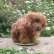 画像4: 1点もの☆ 犬のホンキー 17cm by Silvia Gilles （独） (4)