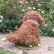 画像3: 1点もの☆ 犬のホンキー 17cm by Silvia Gilles （独） (3)