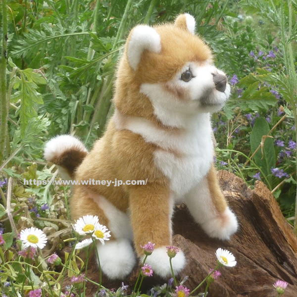 柴犬子犬 Shiba Inu Puppy ケーセン テイクス テディベアオブウィットニー