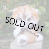 画像: 2024年新作☆ クレメンス社  子猫のルディ 17cm 30番