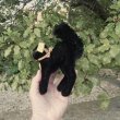 画像4: ID全てあり☆　Steiff Black Tom Cat 14cm 推定1950年-1958年（ビンテージ）
