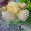 画像9: Steiff Blond Original Teddy 24cm 推定1950年代　（ビンテージ）