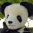 画像5: 40周年記念商品☆【ウィットニー限定】ピング 31cm 5番