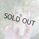 画像: 10cm Steiff Molly Puppy 推定1959年〜1967年頃　（ビンテージ）