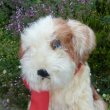 画像4: 可愛いお顔です☆ Steiff Molly Puppy 推定1959年〜1969年頃 25cm（ビンテージ）