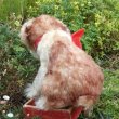 画像5: 可愛いお顔です☆ Steiff Molly Puppy 推定1959年〜1969年頃 25cm（ビンテージ）