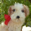 画像2: 可愛いお顔です☆ Steiff Molly Puppy 推定1959年〜1969年頃 25cm（ビンテージ）
