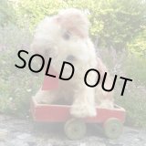 画像: 可愛いお顔です☆ Steiff Molly Puppy 推定1959年〜1969年頃 25cm（ビンテージ）