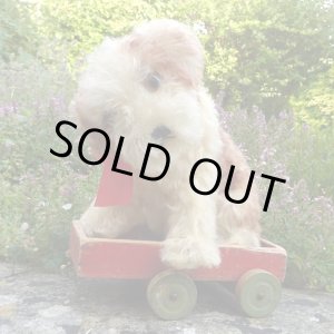 画像: 可愛いお顔です☆ Steiff Molly Puppy 推定1959年〜1969年頃 25cm（ビンテージ）