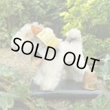 画像: ID全てあり！ 大変良い状態です☆　8cm Steiff Foxy Fox Terrier 　推定1959年〜1964年　（ビンテージ）