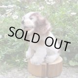 画像: ID全てあり！可愛いお顔です☆ Steiff Cockie Cocker Spaniel 10cm 推定 1951年〜1958年頃（ビンテージ）