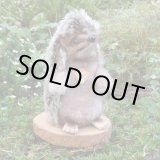 画像: 大変貴重なお品です！ シュタイフ社アーカイブより Joggi Hedgehog 12cm 1978年（ビンテージ）