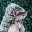 画像4: 大変貴重なお品です！ シュタイフ社アーカイブより Joggi Hedgehog 12cm 1978年（ビンテージ）