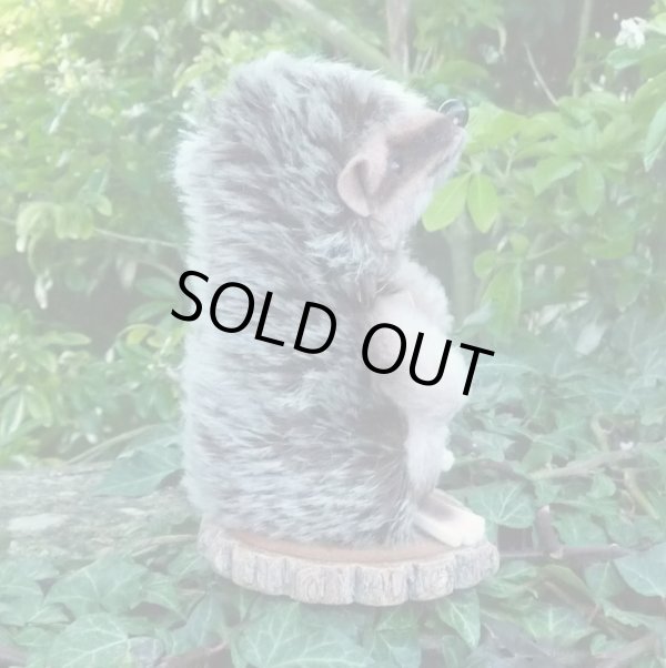 画像3: 大変貴重なお品です！ シュタイフ社アーカイブより Joggi Hedgehog 12cm 1978年（ビンテージ）