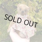 フォーゲットミーノット - テイクス ウィットニー