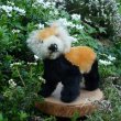 画像1: イアンさんのお気に入り☆ 10cm Steiff Pandy Red Panda 1963年-1964年頃　（ビンテージ）