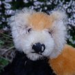画像5: イアンさんのお気に入り☆ 10cm Steiff Pandy Red Panda 1963年-1964年頃　（ビンテージ）