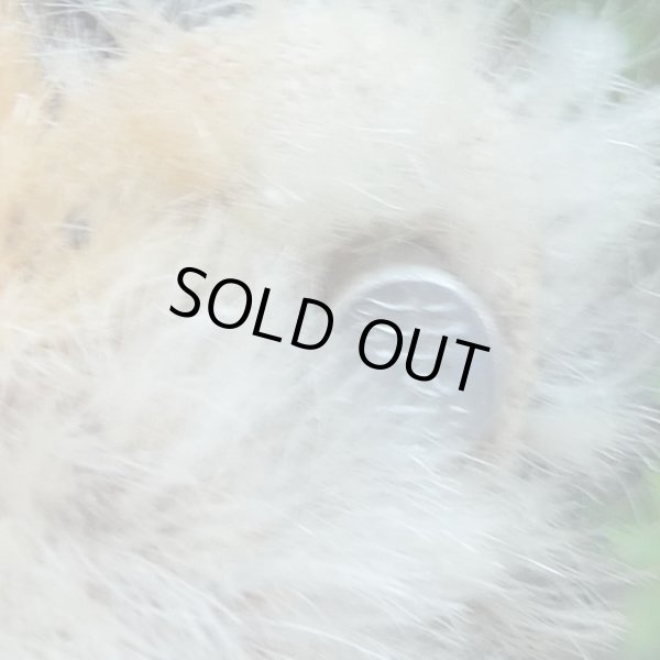 画像8: イアンさんのお気に入り☆ 10cm Steiff Pandy Red Panda 1963年-1964年頃　（ビンテージ）