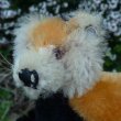 画像6: イアンさんのお気に入り☆ 10cm Steiff Pandy Red Panda 1963年-1964年頃　（ビンテージ）